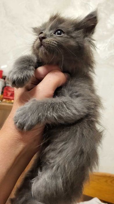 Отдам котят в хорошие руки