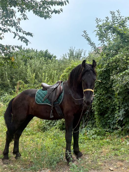 Armasar frizian