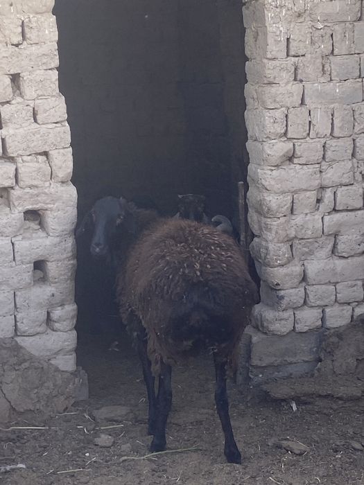 Үлкен Қой сатылады…