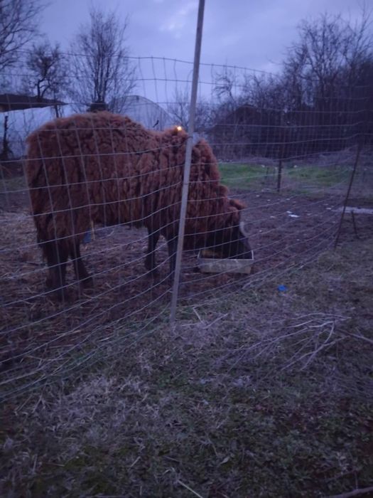 Мъжки овет коч става за оплождане