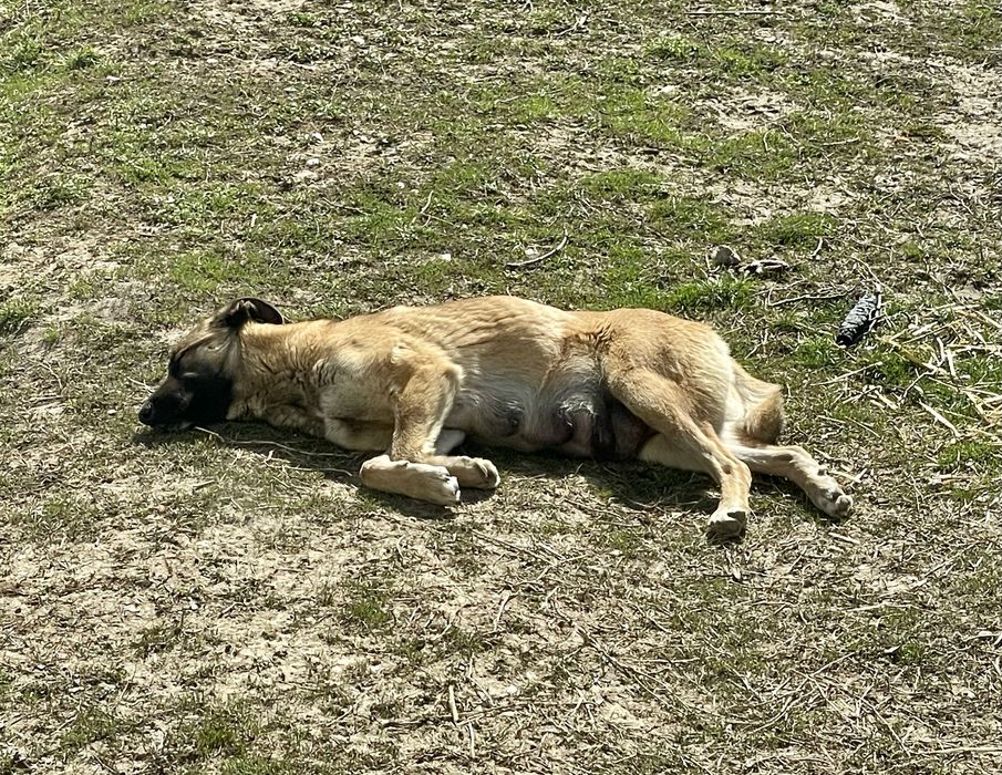 Donez pui Malinois cu metis