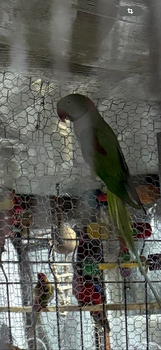 Vand /Schimb Papagali Rosella ,micul  Alexander si marele Alexander