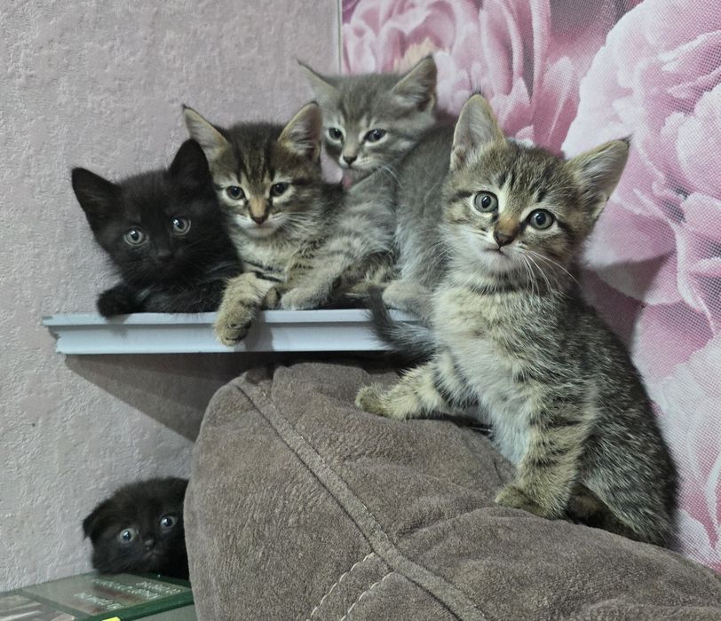 Котята шотландцы.