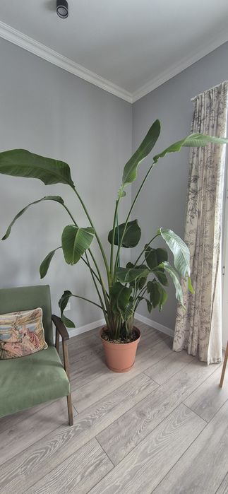 Продам стрелиция Николая