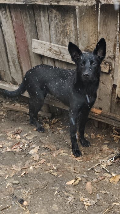 Овчарка в хорошие руки