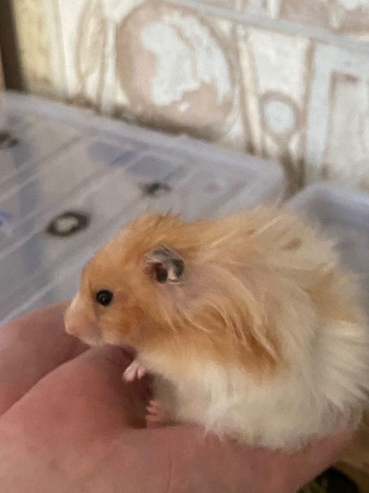 Грызун. Питомец-Хомячиха