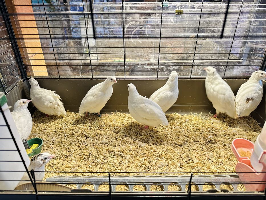 Oua de incubat de prepelita Giganta polara