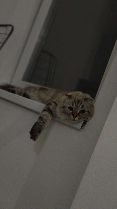Кошка  отдам в добрые руки