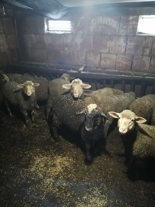 Агнета за Великден