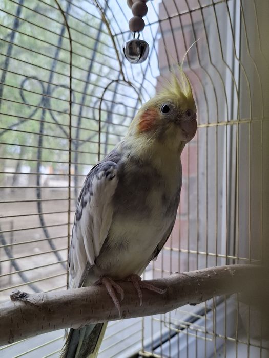 Продается попугай корелла
