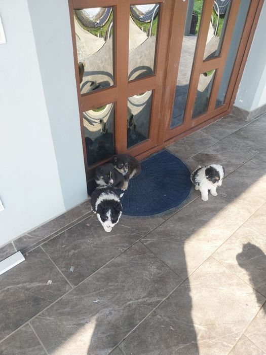 Donez cățeluși de 6 saptamani