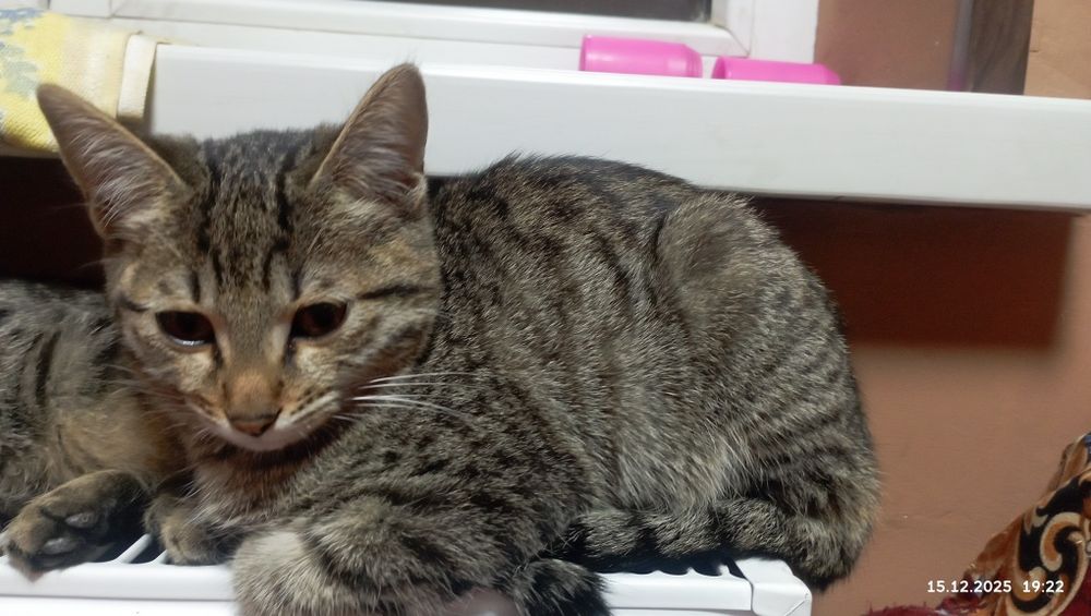 Котёнок очень милый и послушный