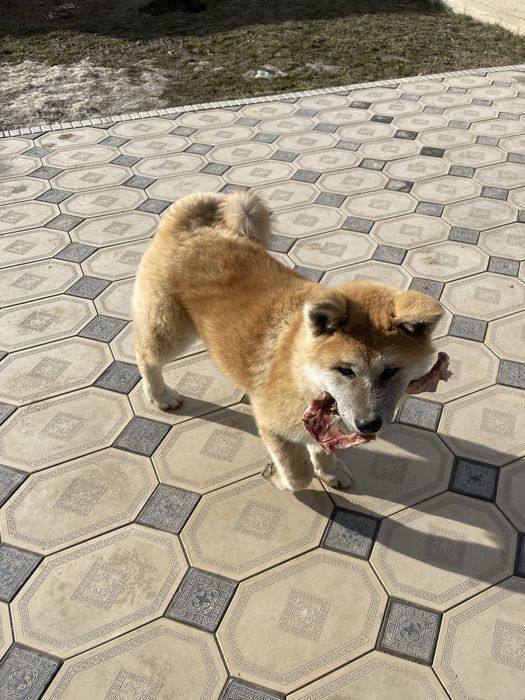 Собаки домашние животные