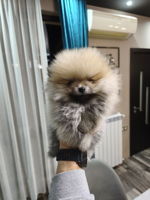 Померан мъжки и женски