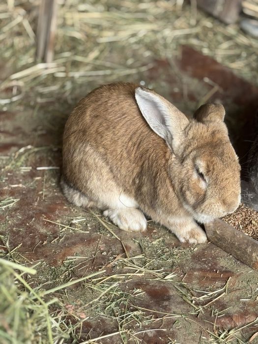 Zotli Quyon. Baran vs Flander