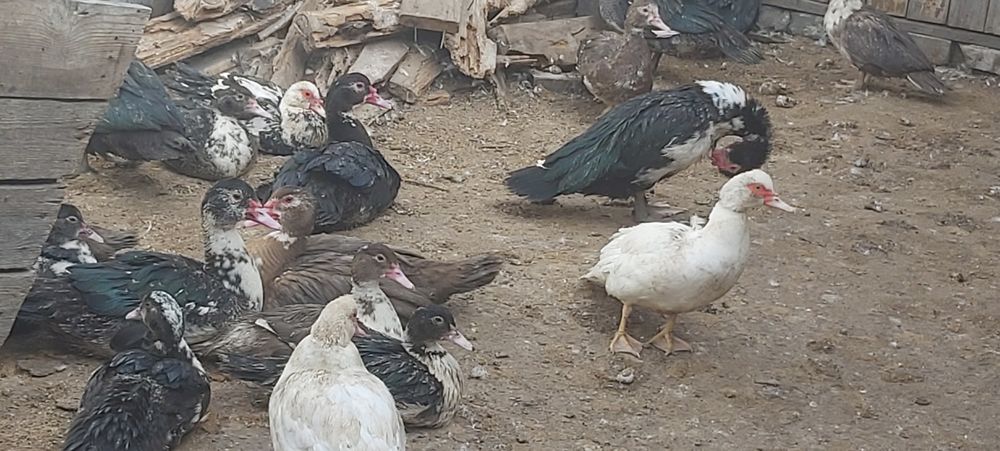 Продам индоуток, семьями