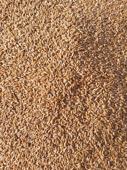 Vând triticale și baloți lucernă