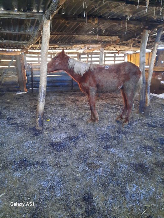 Продаётся жеребенок