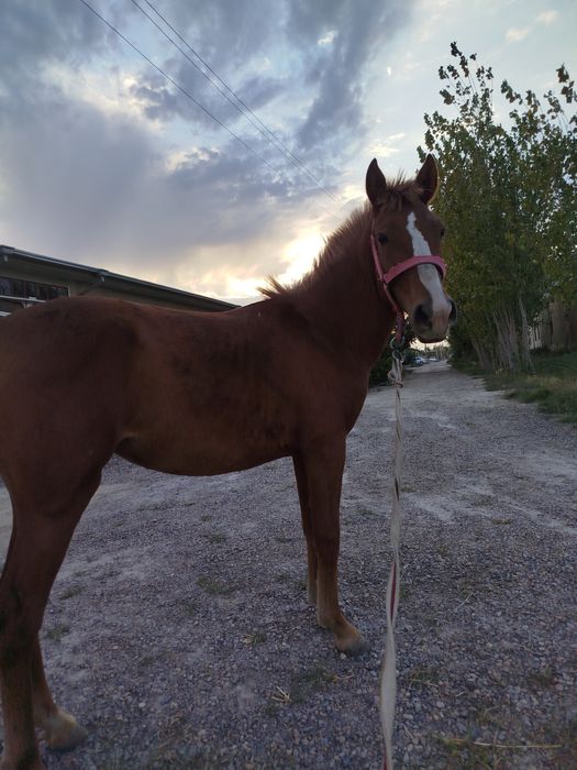 Sogʻlom hechqayerida nuqsoni yoq