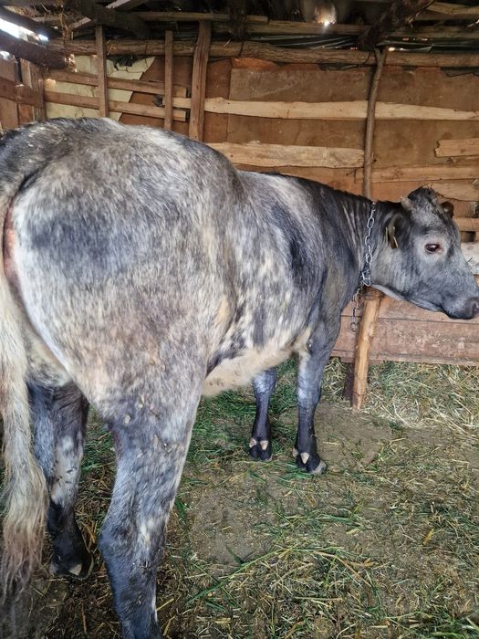 Vând taur și juncă!