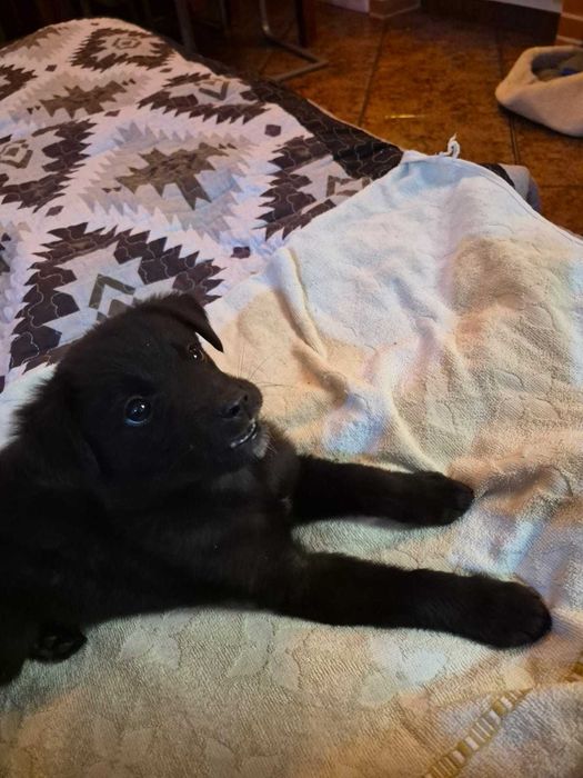 Ofer spre adopție pui cățel mascul