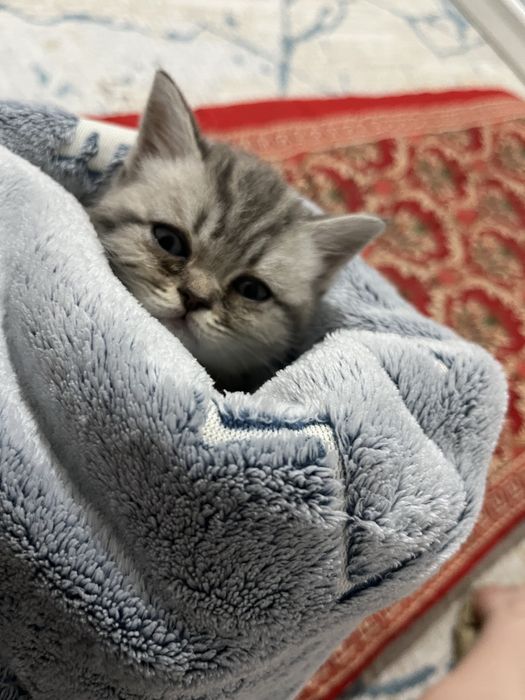 Отдам в хорошие руки