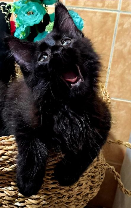 Солидные и Чёрные на Серебре - МЕЙНКУНЧИКИ