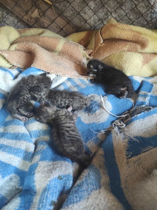 Отдам в заботливые руки