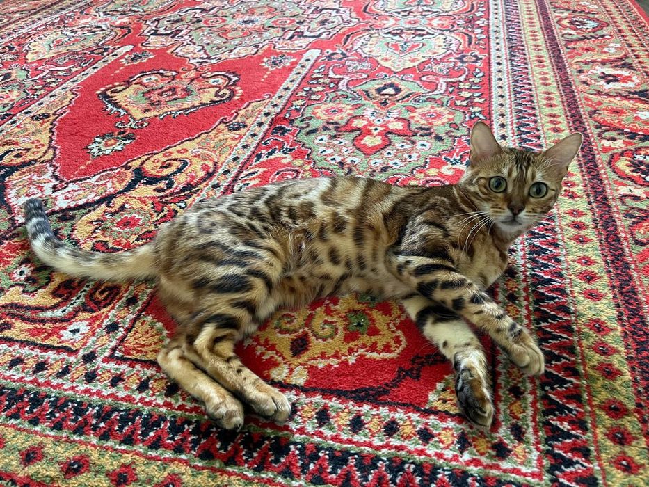 Бенгальская кошка