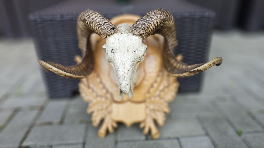 Vand coarne trofeu impaiat