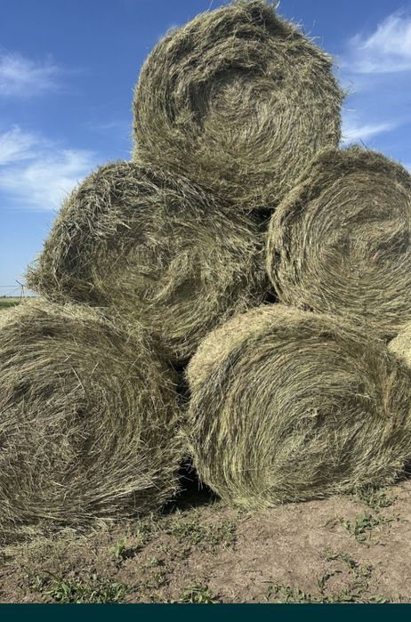 продам сено в рулонах