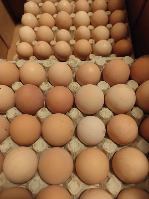 Vând ouă de găină 1-1,5 lei buc