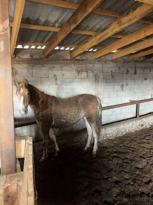 Согым ет тай жылкы