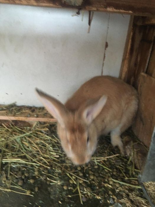 Кралы и кралихы прадам