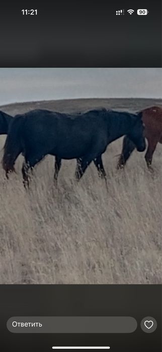 Продам жеребых кабыл