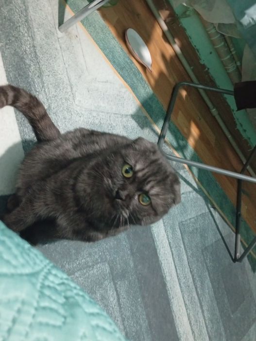 Отдам молодую кошечку срочно