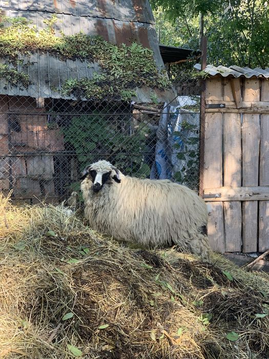 Un berbecuț și un ied de vânzare
