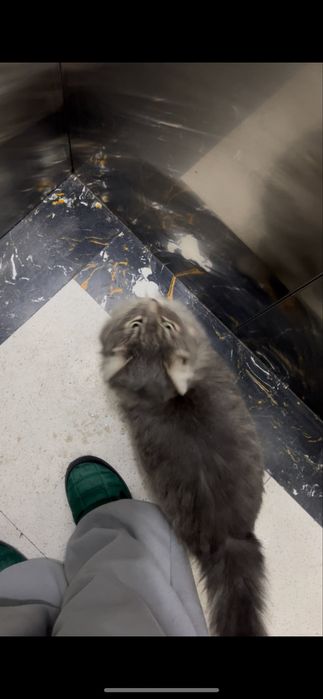 Семью для взрослого кота