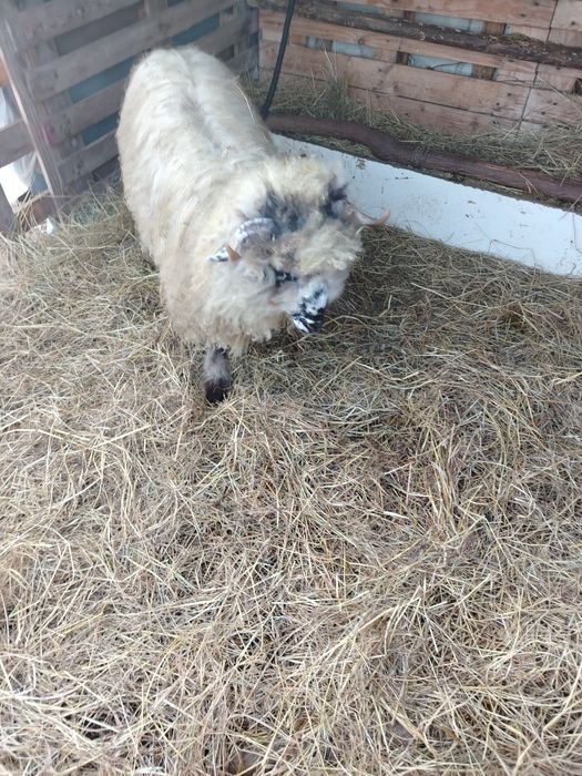 De vânzare  berbecuț