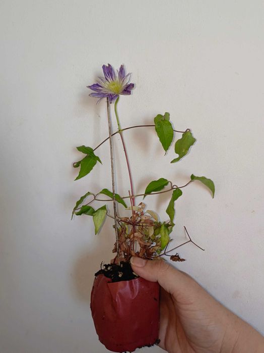 Клематис цветет сорт Crystal Fountain