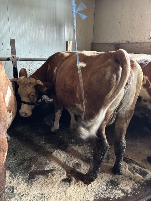 Vand vaca bălțata Româneasca