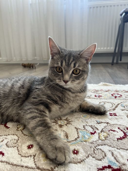 Отдам котенка в добрые руки