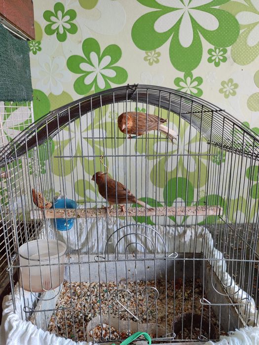 Готовая самочки цена 10000 тенге.