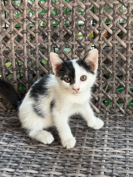 Отдам в добрые руки котят