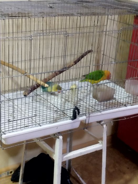 Papugay zotli qafasi bilan birga sotiladi