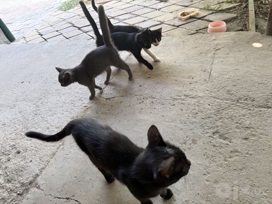Домашние котята отдам даром