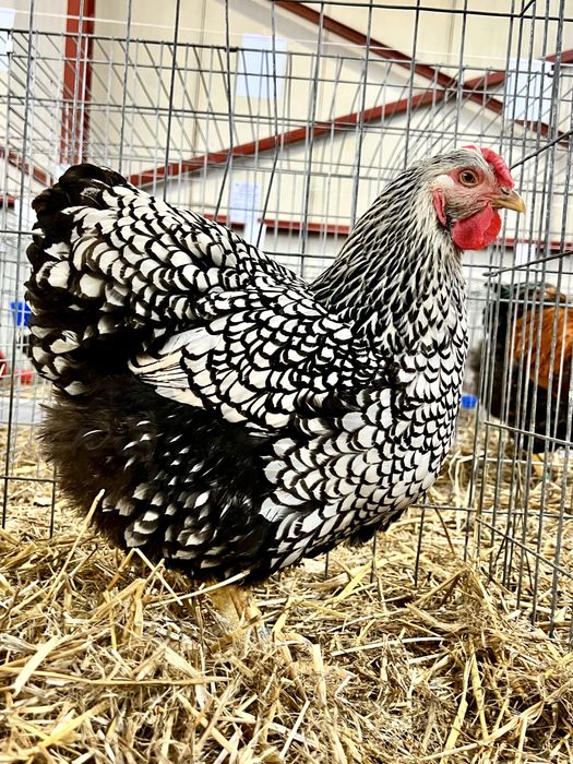 TOP Oua incubat Wyandotte Argintiu Trimit prin curier in toata tara