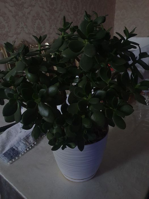 Толстянка яйцевидная(Денежное дерево)