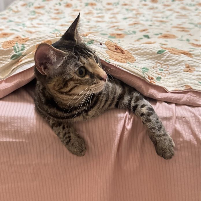 Продаётся котёнок бенгальской породы (девочка).