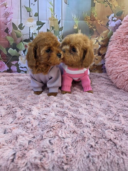 Всички ваксини!Малтипу момичета/майка малтипу баща тийкъп пудел